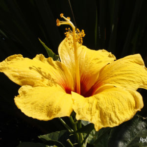 Flora of Hawaii
