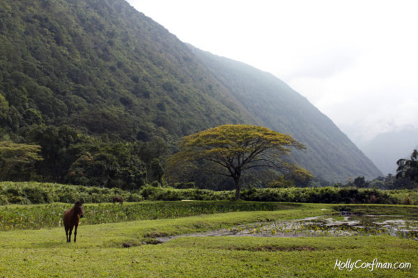 Wild Horse, Waipio Valley