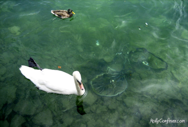 Bicycle and Swan, Reuss River