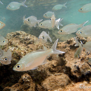 Underwater005