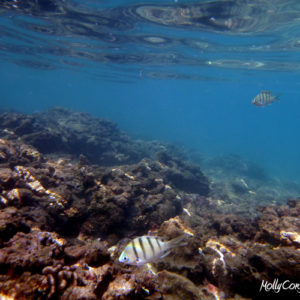 Underwater Hawaii