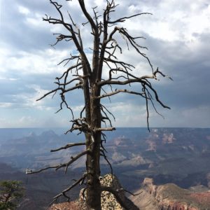 Grand Canyon 08