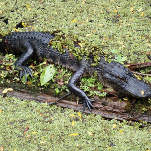 Lettuce Lake Conservation Park