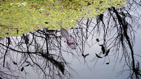 Lettuce Lake Park 05
