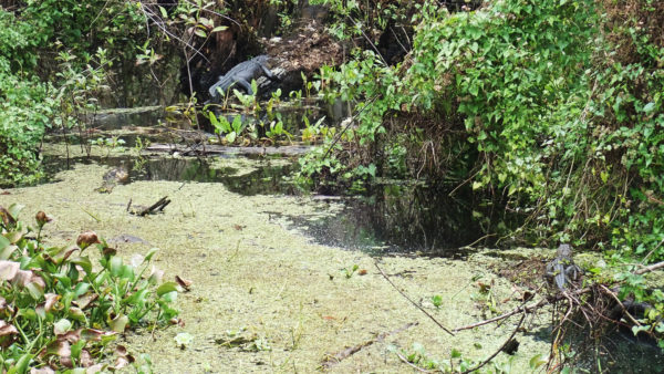 Lettuce Lake Park 06