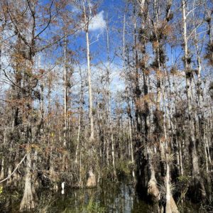 Big Cypress National Preserve