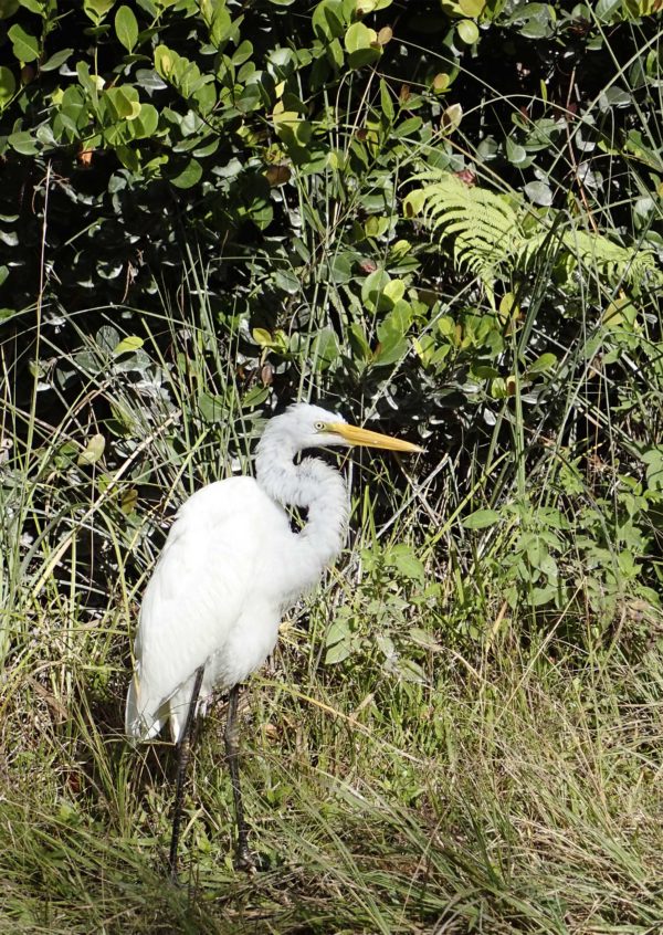 Big Cypress National Preserve 003