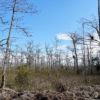 Big Cypress National Preserve 004