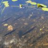 Everglades National Park 004