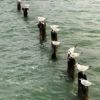 Key West 012