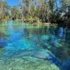 Manatees at Three Sisters Springs 002
