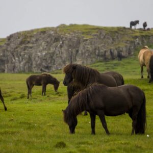 Iceland 004