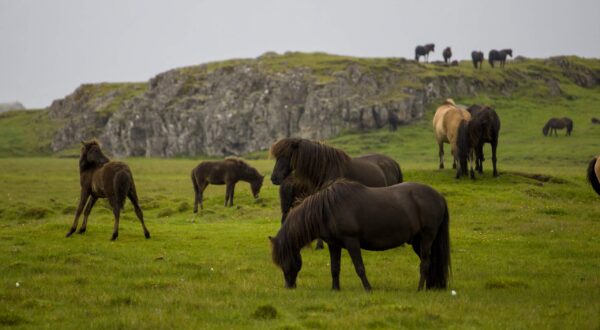 Iceland 004