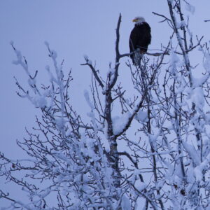 Fairbanks 010