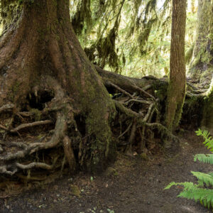 Hoh Rain Forest 002