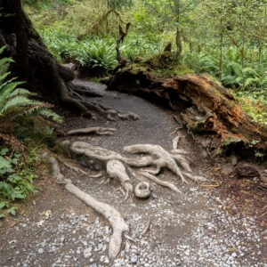 Hoh Rain Forest 004
